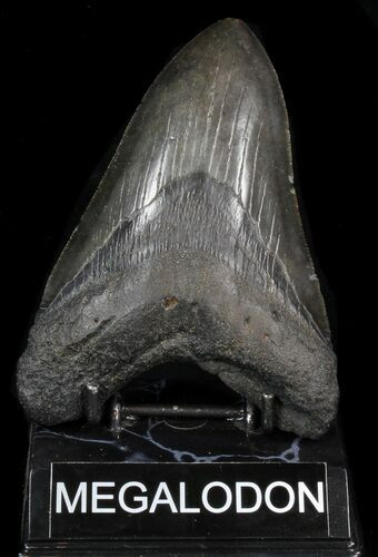 Large, Fossil Megalodon Tooth #41803